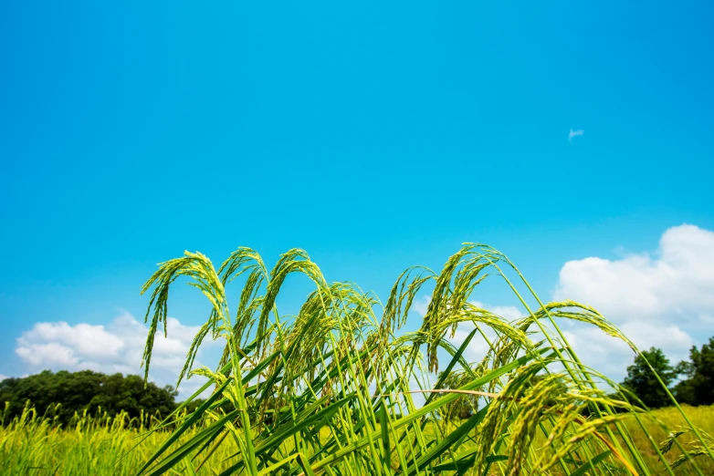 a field of rice with a blue sky in the background, an album cover, by Yasushi Sugiyama, unsplash, avatar image, tropical climate, shot on sony a 7, holiday season