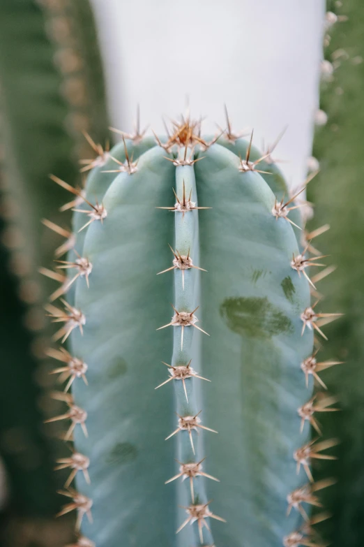 a close up of a green cactus plant, a macro photograph, inspired by Elsa Bleda, trending on pexels, made of glazed, white, large tall, grey