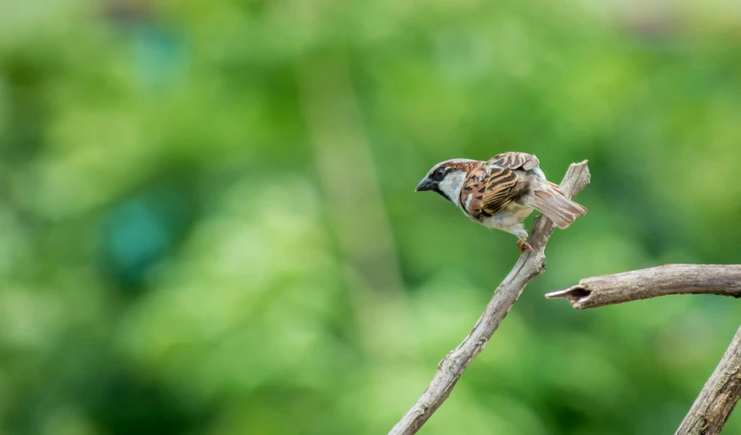 a small bird sitting on top of a tree branch, pexels contest winner, arabesque, sparrows, male and female, slide show, thumbnail