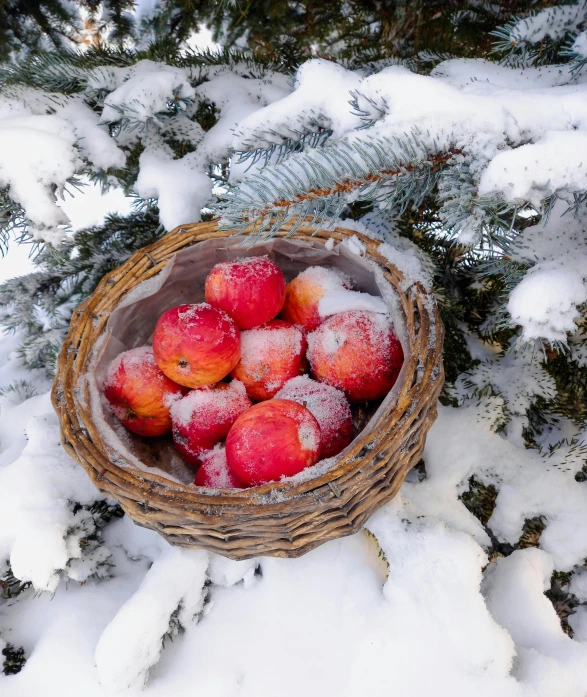 a basket of apples sitting on top of a snow covered tree