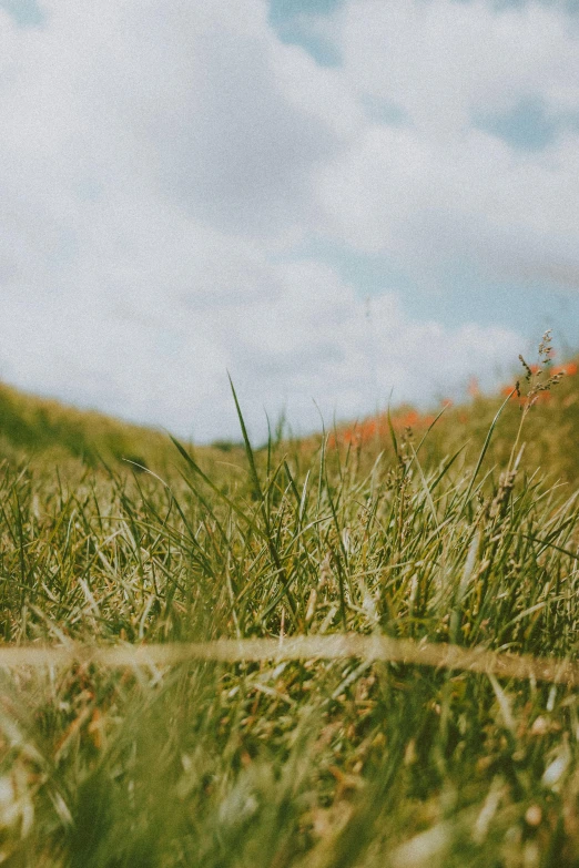 a red fire hydrant sitting on top of a lush green field, by Sebastian Spreng, trending on unsplash, girl walking between dunes, green and orange theme, laying down in the grass, on the top of a hill