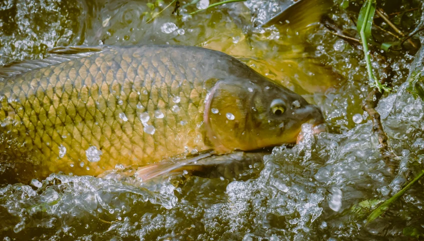 a fish that is swimming in some water, in a pond, soaked, promo image, gilt-leaf winnower