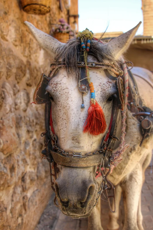 a white horse standing next to a stone wall, a mosaic, trending on pexels, old town mardin, pretty face!!, carriage, tassels