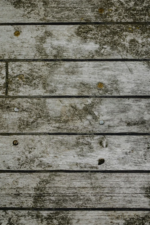 a fire hydrant sitting on top of a wooden floor, inspired by Andreas Gursky, trending on textures. com, wood planks, gray mottled skin, texture pack