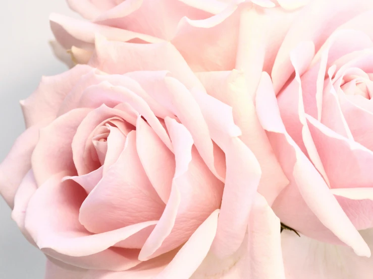 a close up of two pink roses in a vase, soft colours, zoomed in, light blush, carefully crafted