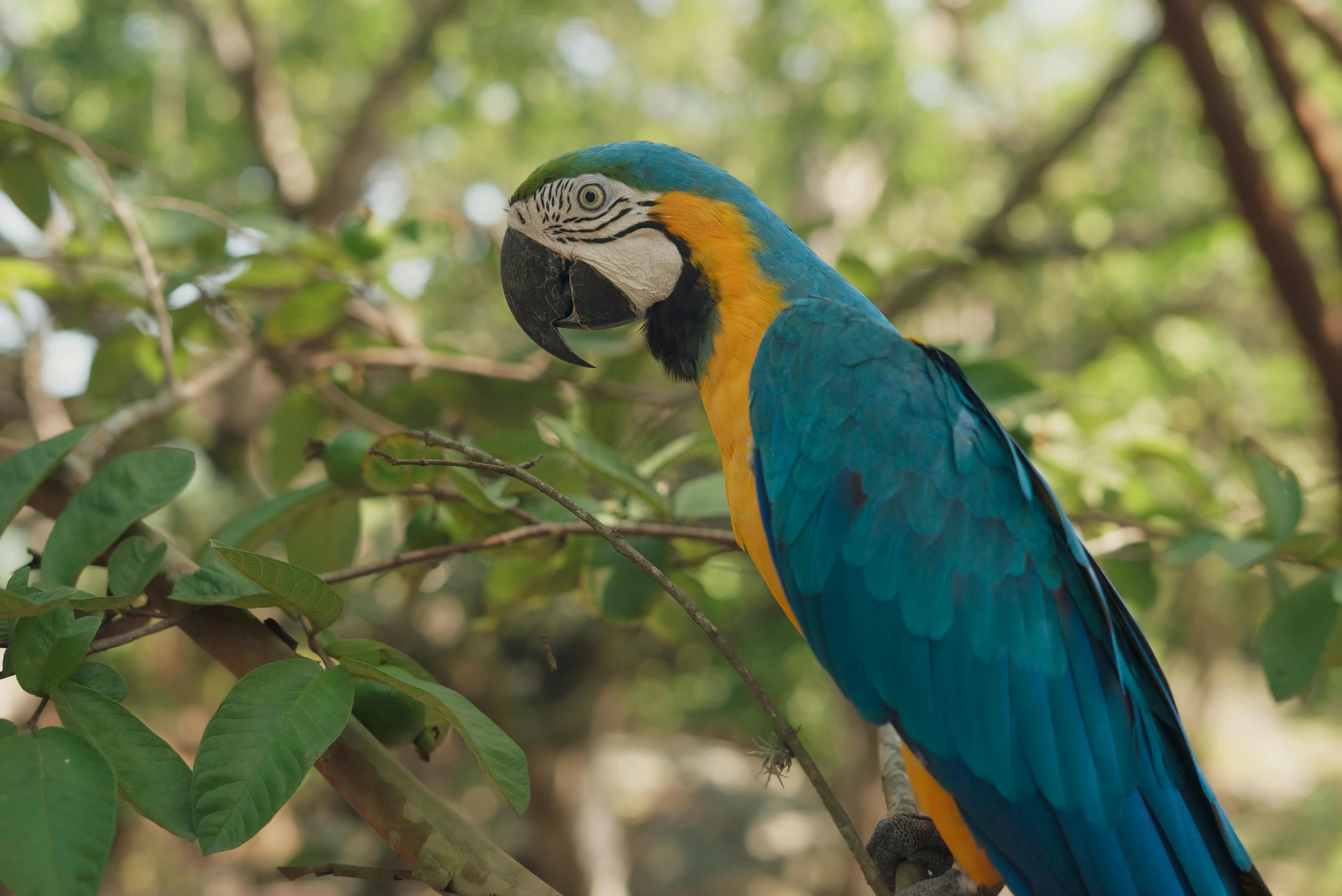 a blue and yellow parrot sitting on top of a tree branch, a portrait, pexels contest winner, hurufiyya, 🦩🪐🐞👩🏻🦳, hd footage, travel, multi - coloured