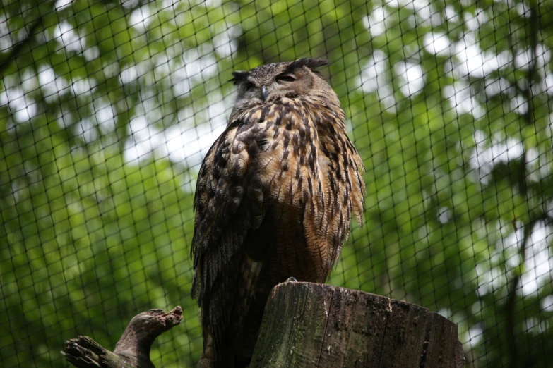 an owl sitting on top of a tree stump, pexels, hurufiyya, in the zoo exhibit, over the shoulder, an eagle, tail raised