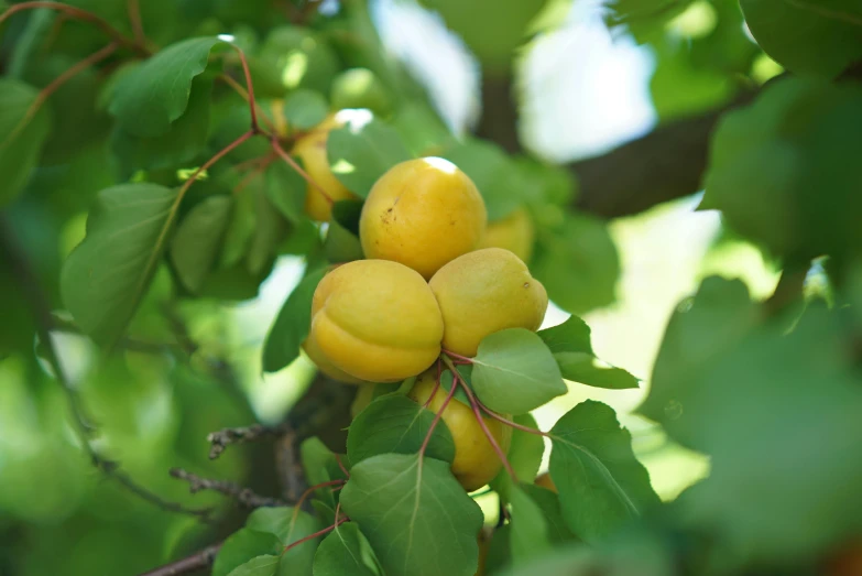 a close up of a bunch of fruit on a tree, perched in a tree, yellow and greens, thumbnail, exterior shot