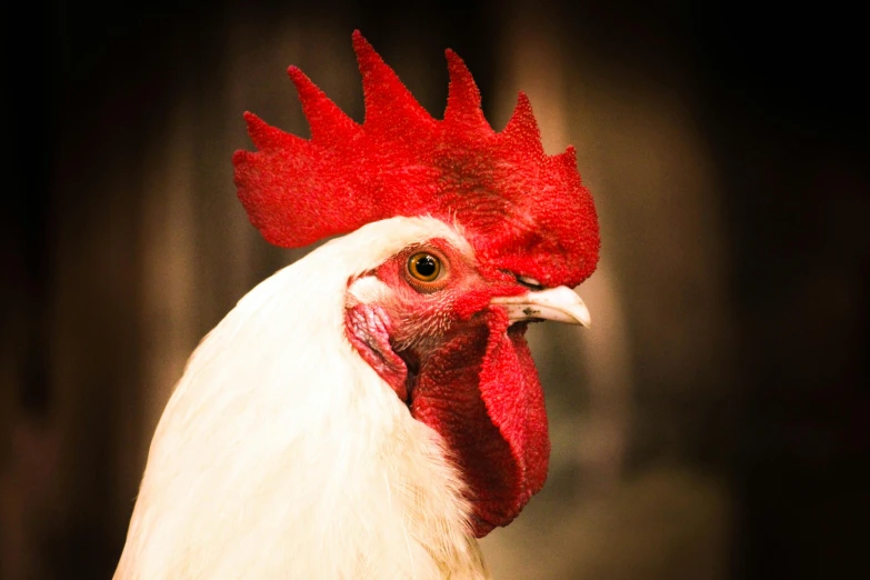 a close up of a rooster's head with a dark background, a photo, by Gwen Barnard, shutterstock contest winner, red ronald mcdonald hairstyle, albino, australian, 🦩🪐🐞👩🏻🦳