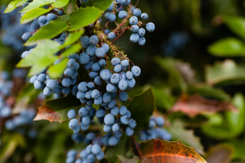 a bunch of blue berries hanging from a tree, a portrait, unsplash, hurufiyya, colorful vines, shot on sony a 7, brown, ben ridgway