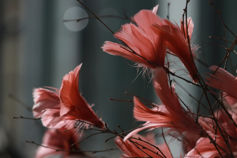 a bunch of pink flowers in a vase, by Zofia Stryjenska, pexels contest winner, art photography, bird feathers, red sprites in the atmosphere, abstract detail, shot on sony a 7