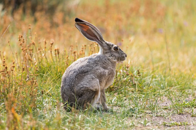 a rabbit that is sitting in the grass, by Jan Tengnagel, shutterstock contest winner, an afghan male type, australian, hunting, big chungus