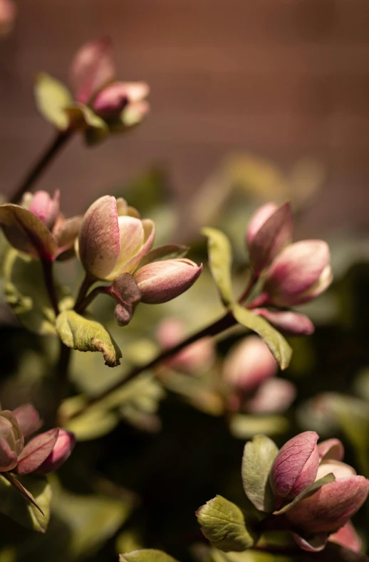 a close up of a plant with pink flowers, inspired by Frederick Goodall, renaissance, magnolia, sprouting, soft golden hour lighting, sienna