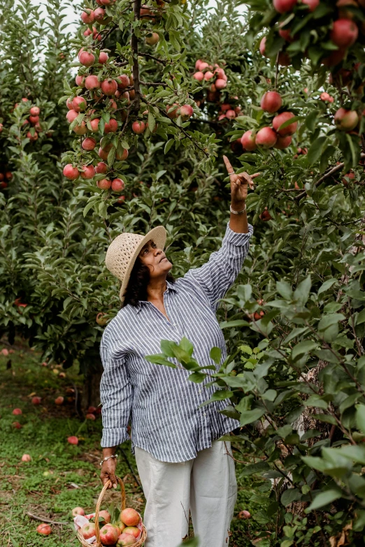 a woman picking apples from a tree in an orchard, a portrait, trending on unsplash, 2 5 6 x 2 5 6 pixels, colombian, a man, rhode island
