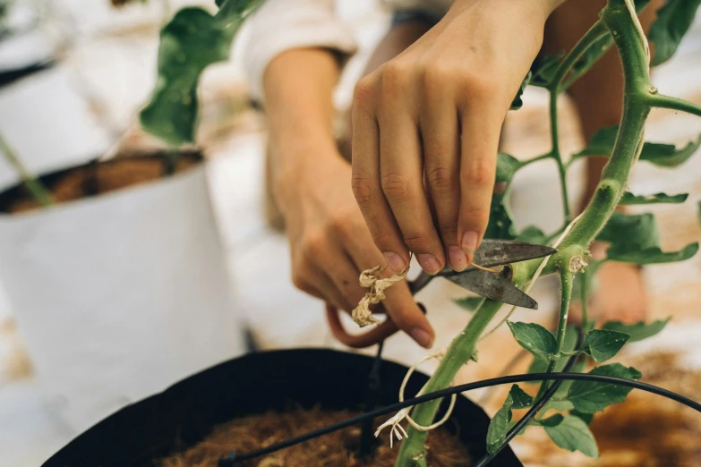 a person cutting a plant with a pair of scissors, by Nicolette Macnamara, pexels contest winner, desert white greenhouse, hook as ring, sydney hanson, alana fletcher