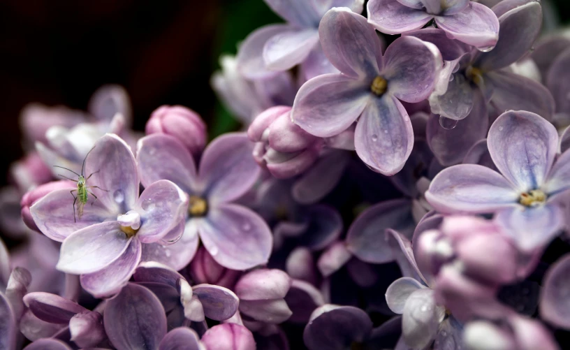a close up of a bunch of purple flowers, pexels contest winner, lilac, aged 2 5, hyperreal highly detailed 8 k, flowering buds