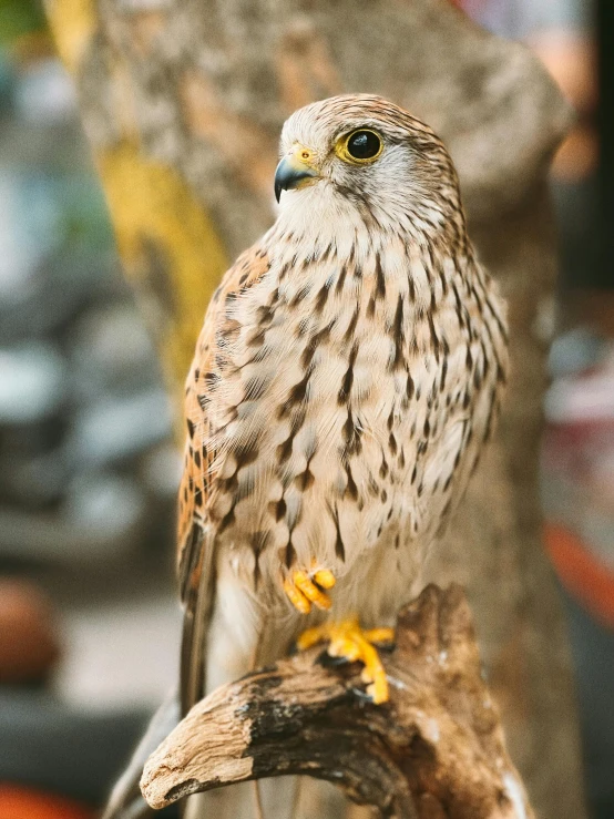 a close up of a bird of prey on a branch, pexels contest winner, instagram story, cinematic full body shot, portrait of merlin, an ultra realistic 8k octa photo