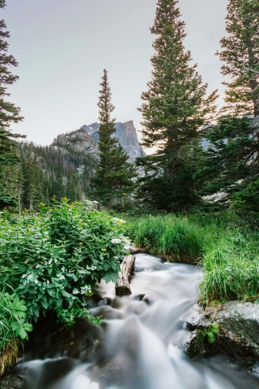 a stream running through a lush green forest, a picture, by Daren Bader, unsplash, rocky mountains in background, at twilight, peak, wyoming