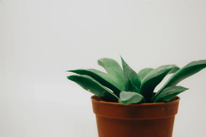 a close up of a potted plant on a table, by Carey Morris, trending on pexels, postminimalism, white background : 3, sage green, background image, plant sap