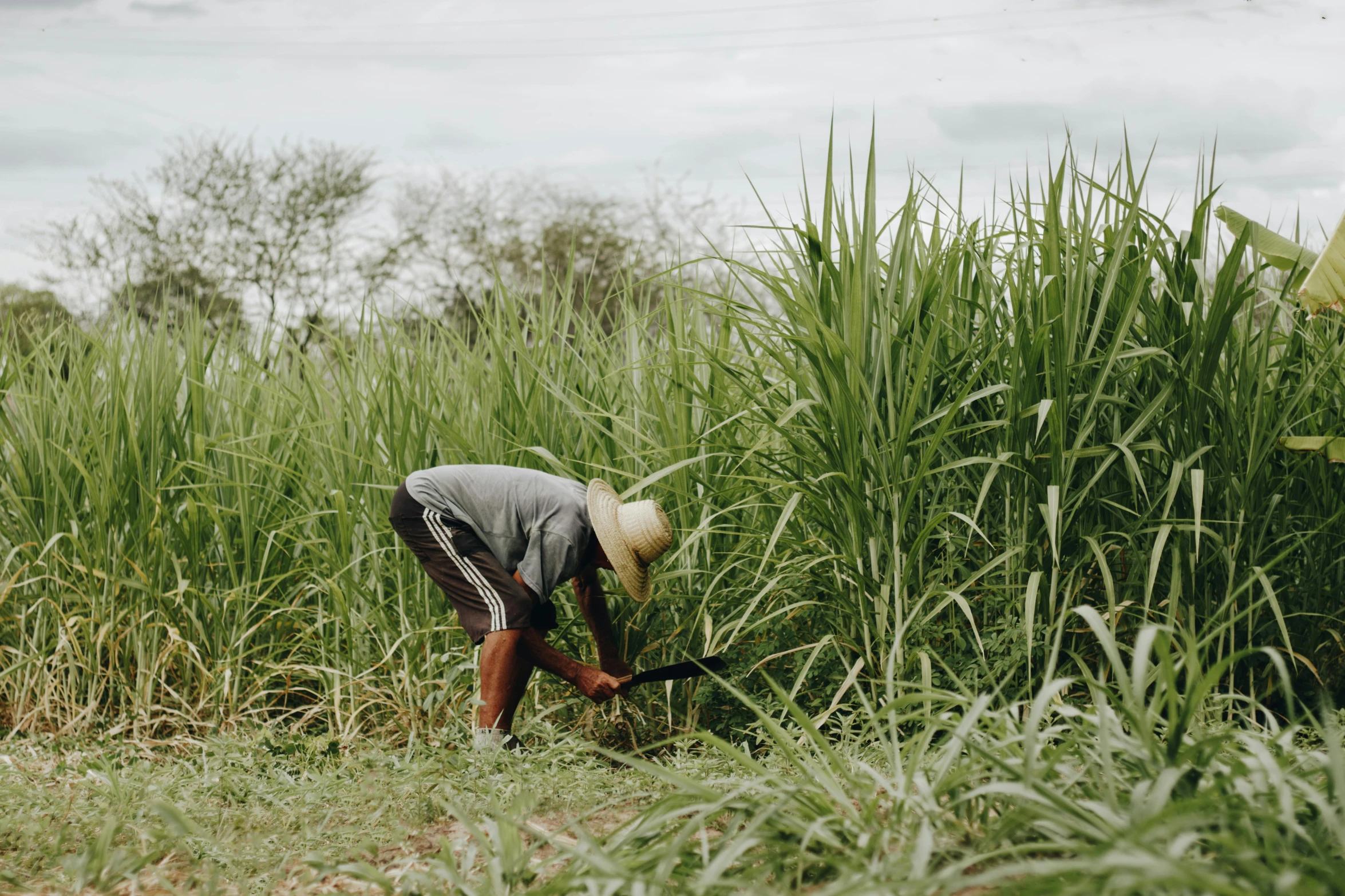 a man that is standing in the grass, unsplash, hurufiyya, farming, tropical climate, sugar, shot on hasselblad