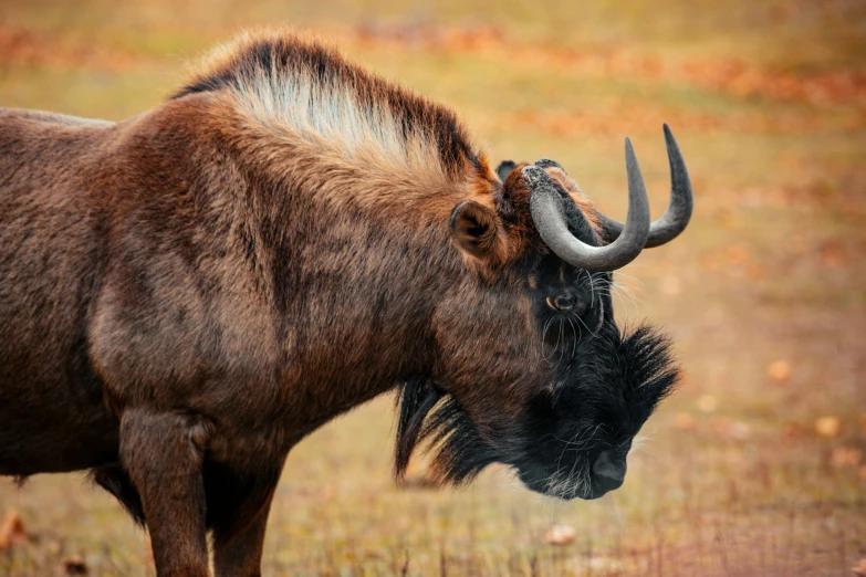 a large horned animal standing on top of a grass covered field, inspired by Giuseppe Bernardino Bison, pexels contest winner, baroque, himba hairstyle, ready to eat, manbearpig, side view close up of a gaunt