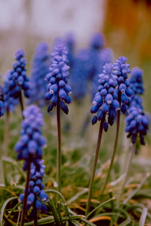 a group of blue flowers sitting on top of a lush green field, by David Simpson, grape hyacinth, purple - tinted, warm coloured, close - up photograph
