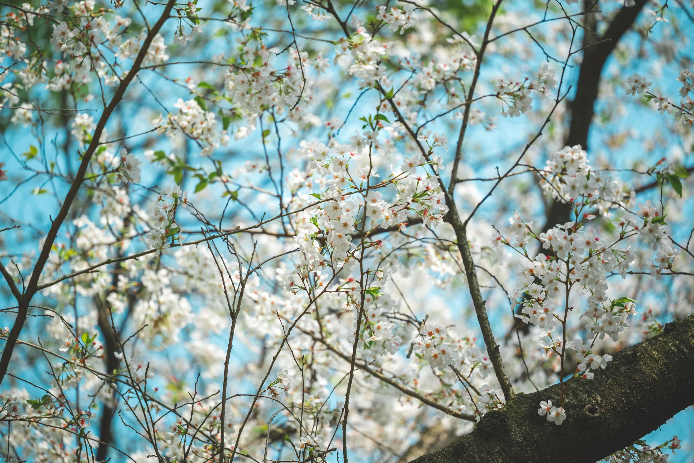 a tree with white flowers against a blue sky, inspired by Elsa Bleda, unsplash, cherry blosom trees, thumbnail, low detail, gardening