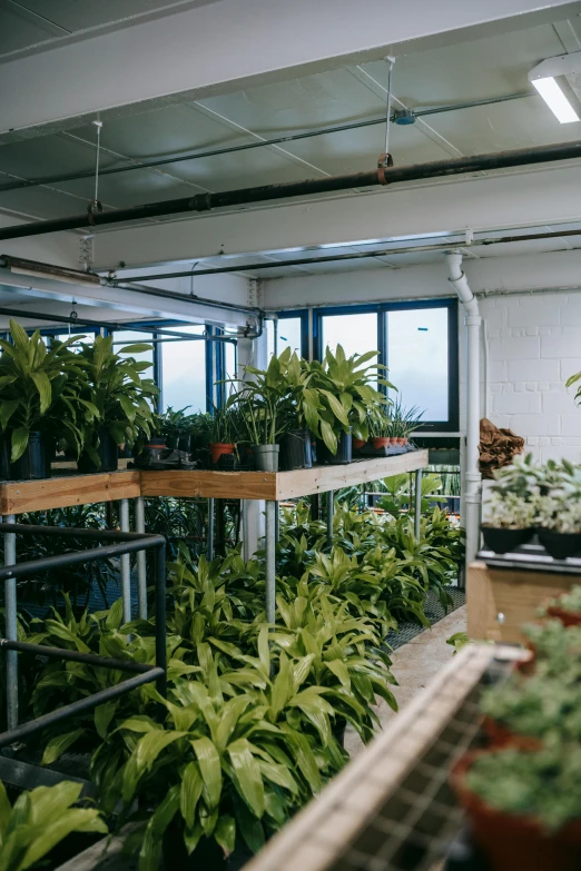 a room filled with lots of potted plants, by Daniel Lieske, trending on unsplash, long shot from back, small manufacture, bromeliads, ultrastation hq