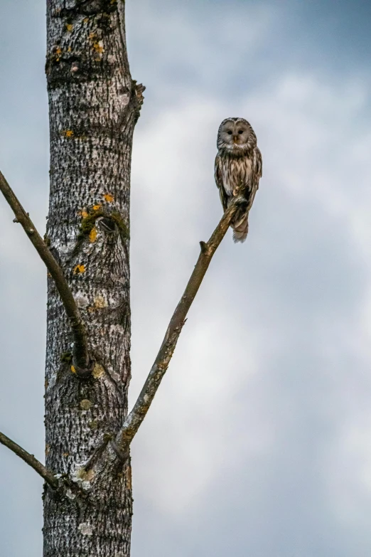 an owl sitting on top of a tree branch, by Jim Nelson, pexels contest winner, tall large trees, slight overcast, high angle, high quality photo