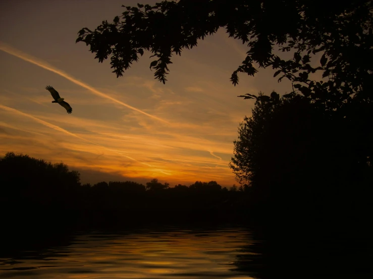 a bird flying over a body of water at sunset, by Jan Tengnagel, pexels contest winner, romanticism, river thames, summer night, high quality photo, today\'s featured photograph 4k