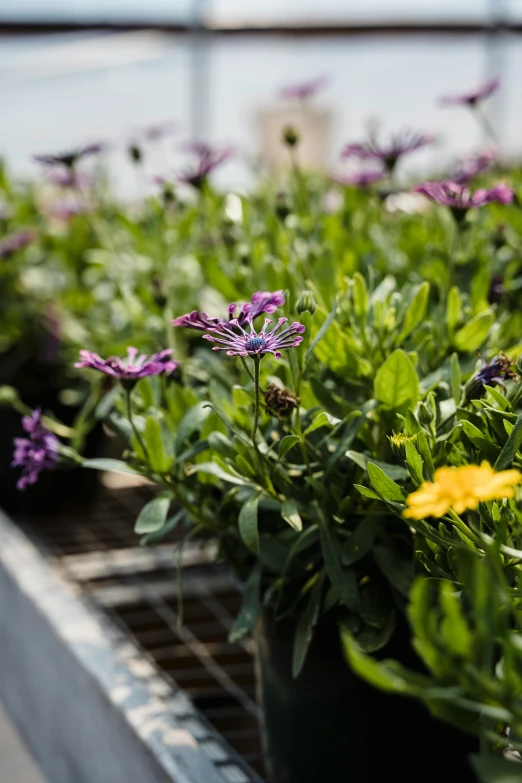 a planter filled with purple and yellow flowers, by Jakob Emanuel Handmann, trending on unsplash, seedlings, vegetated roofs, zoomed out view, ready to model