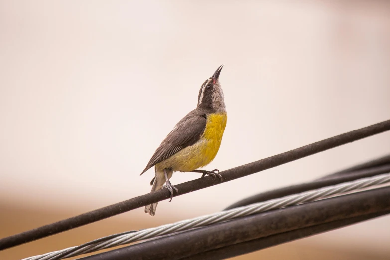 a small bird sitting on top of a wire, by Peter Churcher, pexels contest winner, mingei, yellow, 🦩🪐🐞👩🏻🦳, a broad shouldered, singing