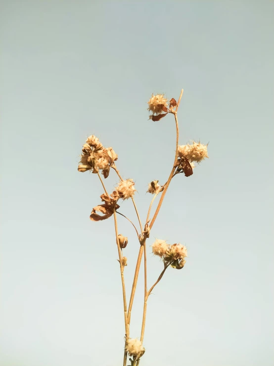 a close up of a flower in a vase on a table, an album cover, by Attila Meszlenyi, unsplash, minimalism, dried herbs, clear blue sky vintage style, medium format. soft light, weeds and grass