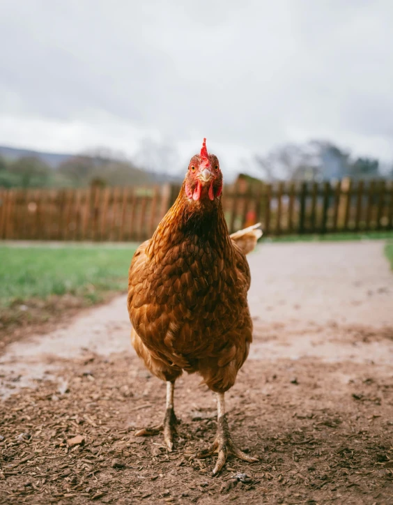 a brown chicken standing on top of a dirt road, by Rachel Reckitt, unsplash, non binary model, on display, gif, kete butcher