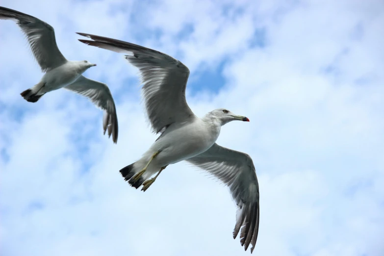 a couple of birds that are flying in the sky, pexels contest winner, manly, avatar image, close - up photo, iconic scene