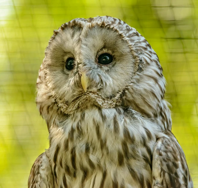 a close up of an owl with a blurry background, a portrait, pexels contest winner, hurufiyya, male emaciated, beautiful female white, silver eyes full body, a wooden