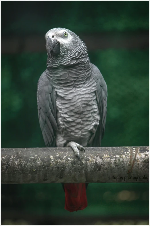 a parrot sitting on top of a tree branch, a portrait, inspired by Robert Bateman, pexels contest winner, solid grey, scaly, 2 0 0 4 photograph, portrait of a small