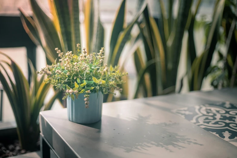 a potted plant sitting on top of a table, inspired by Elsa Bleda, unsplash, photorealism, herbs and flowers, soft grey and blue natural light, shallow depth of field hdr 8 k, green and yellow tones