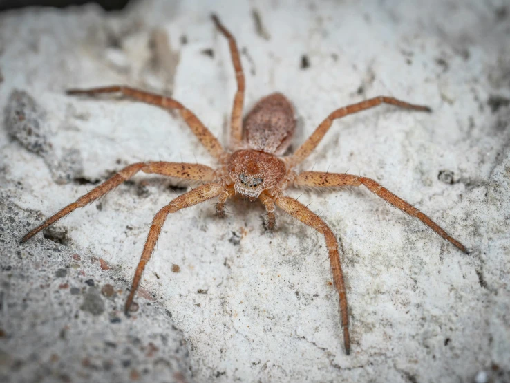 a close up of a spider on a rock, pexels contest winner, hurufiyya, slightly buck - toothed, highly detailed image, caucasian, reddish