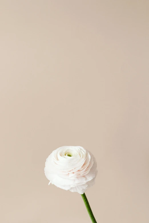 a single white flower in a vase on a table, by Alison Geissler, arabesque, on clear background, marshmallow, product shot, detail shot