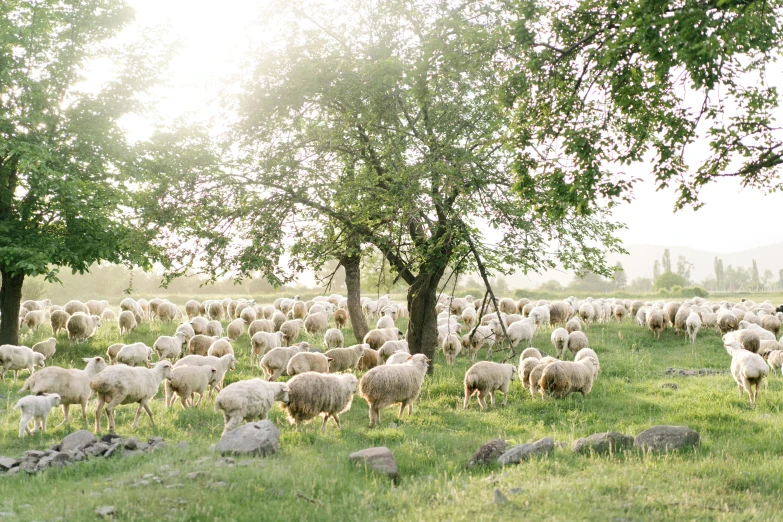 a herd of sheep standing on top of a lush green field, by Emma Andijewska, unsplash contest winner, romanticism, laying under a tree on a farm, midsommar style, softly lit, turkey