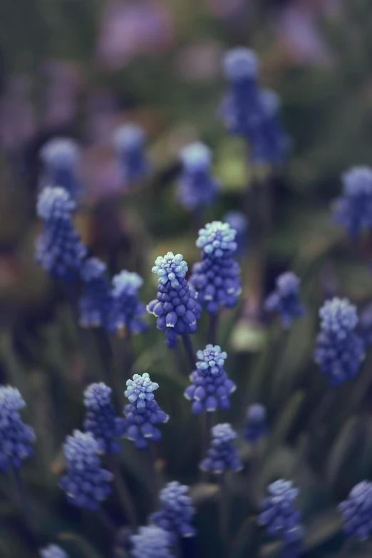 a close up of a bunch of purple flowers, inspired by Elsa Bleda, unsplash, grape hyacinth, medium format, color image