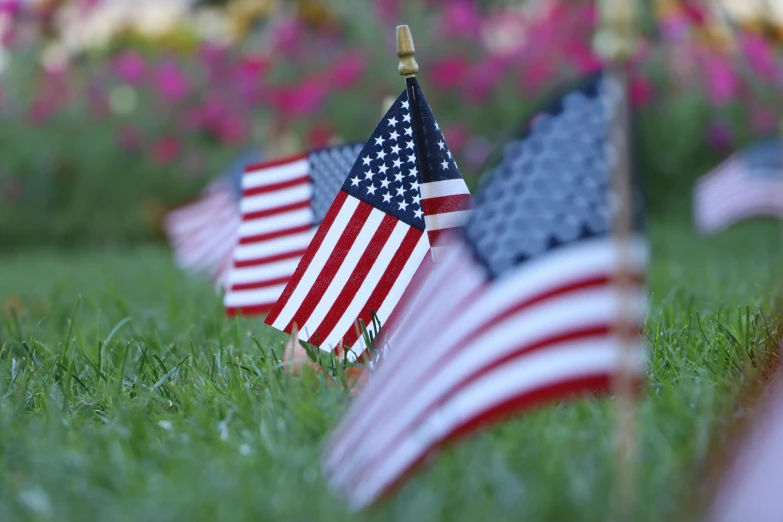 a group of american flags sitting on top of a lush green field, profile image, flowers around, a close-up, instagram picture