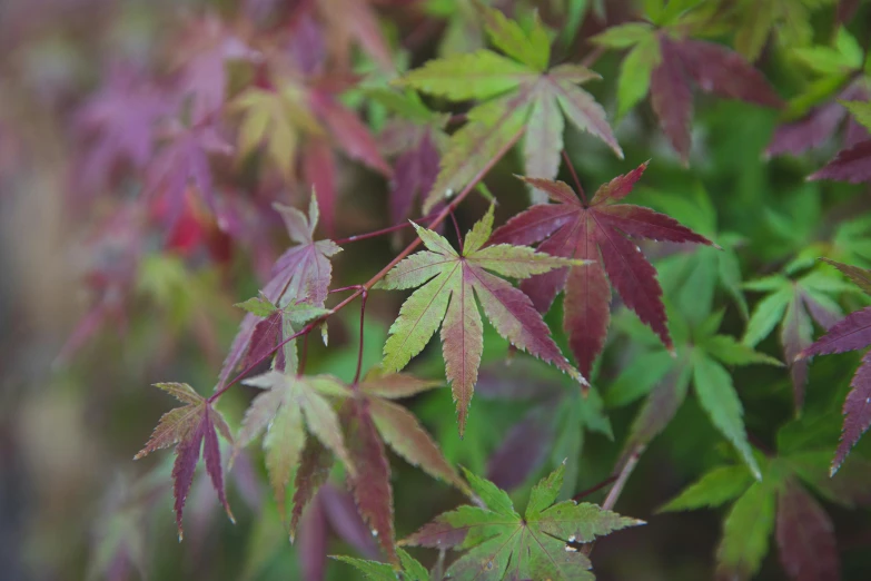 a close up of a plant with red leaves, unsplash, sōsaku hanga, long violet and green trees, thumbnail, japanese maples, after rain