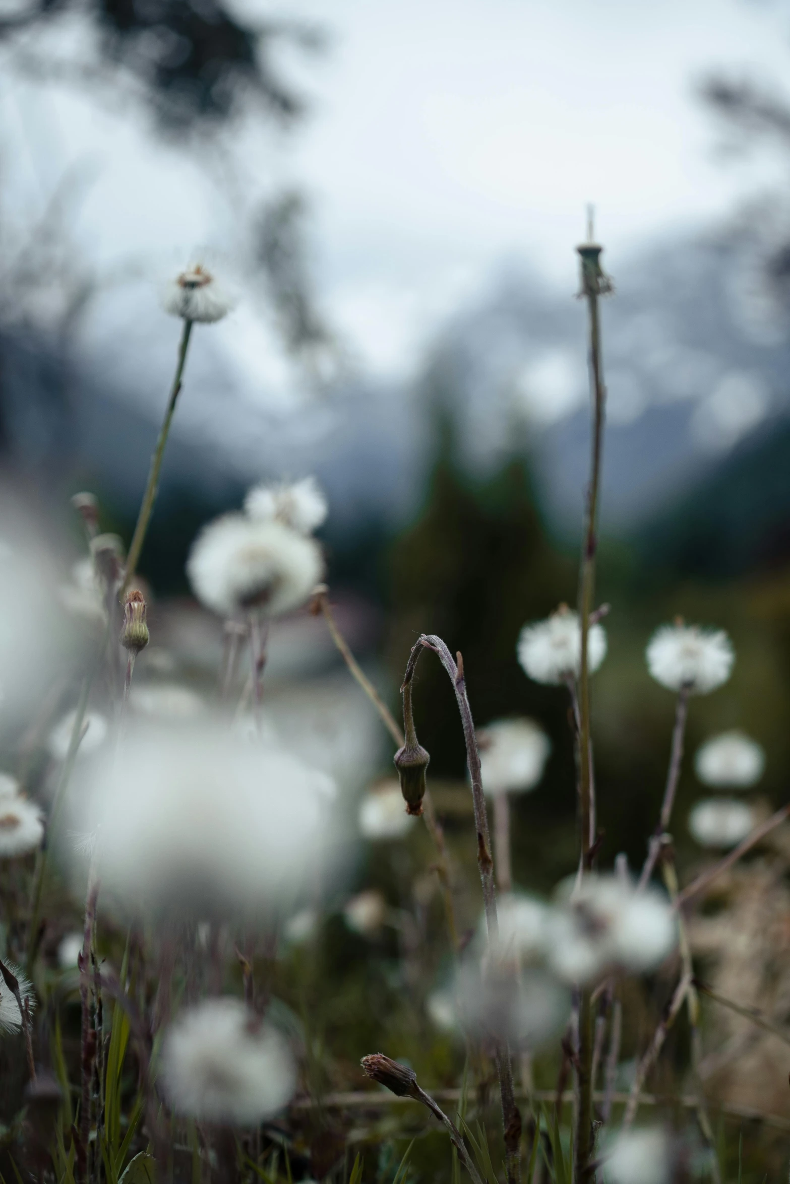 a field of white flowers with mountains in the background, an album cover, naturalism, close - up photograph, whistler, seeds, grey