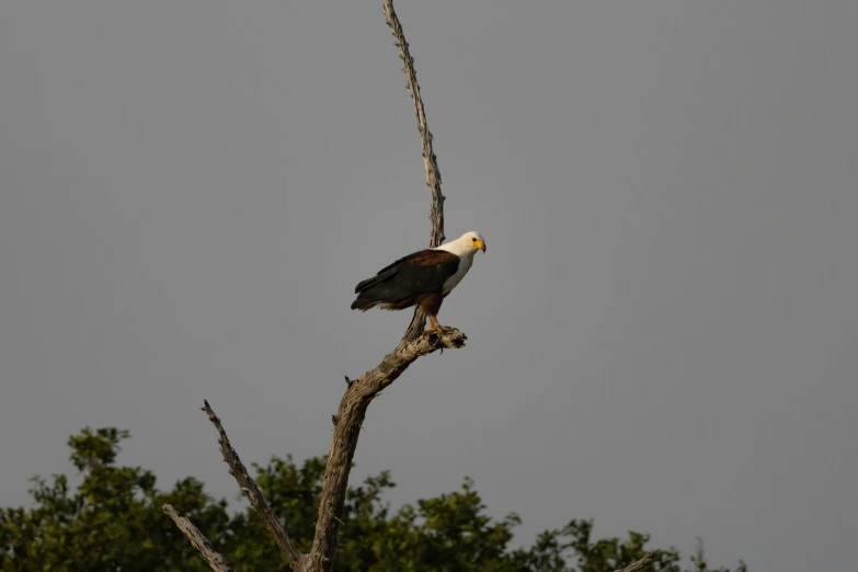 a bald eagle sitting on top of a tree branch, by Peter Churcher, pexels contest winner, hurufiyya, on the african plains, a wooden, heron prestorn, on a gray background