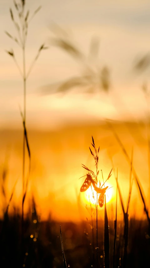 the sun is setting behind some tall grass, an album cover, by Andries Stock, pexels contest winner, romanticism, bee, environmental, ant view, high quality photo