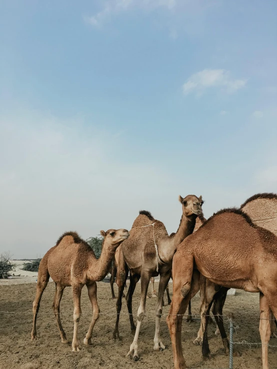 a herd of camels walking across a dirt field, inspired by Steve McCurry, dau-al-set, trending on vsco, standing next to desert oasis, 2019 trending photo, candid picture