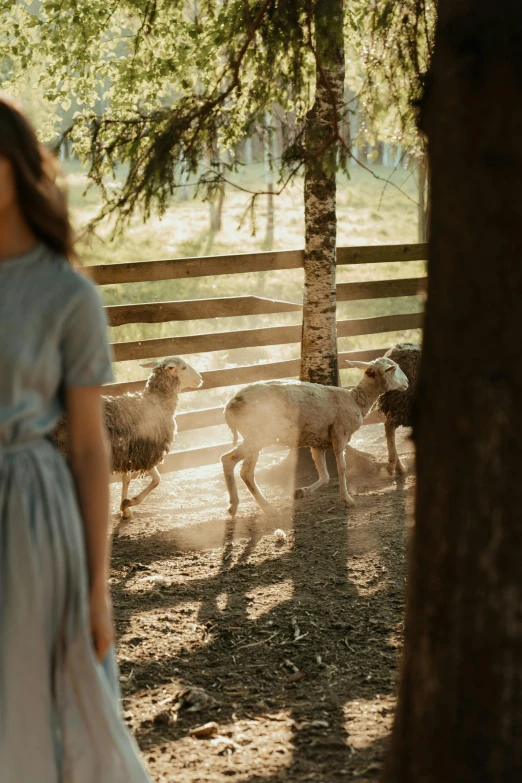 a little girl standing in front of a herd of sheep, inspired by Elsa Bleda, pexels contest winner, romanticism, sunny day in the forrest, very long shadows, nordic summer, laying under a tree on a farm