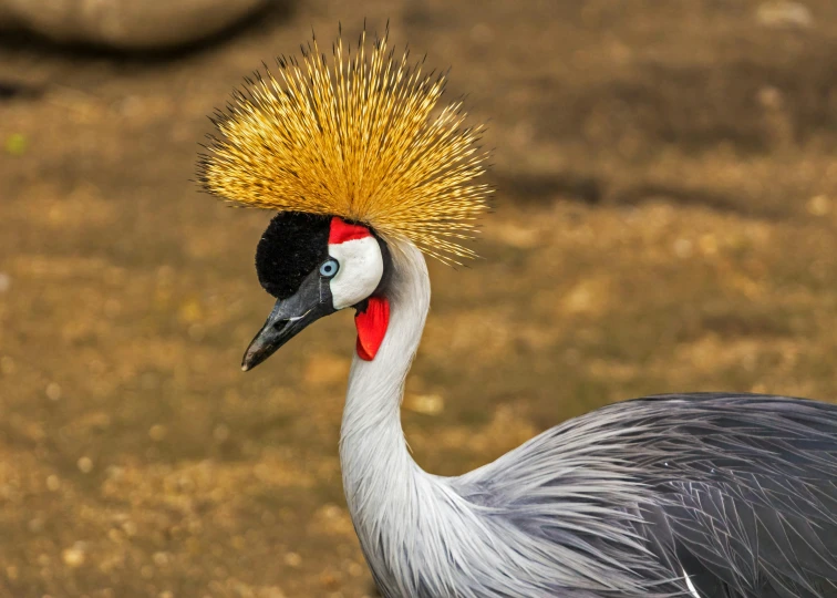 a close up of a bird with a yellow crown on it's head, hurufiyya, cranes, fan favorite, tail raised, crowned